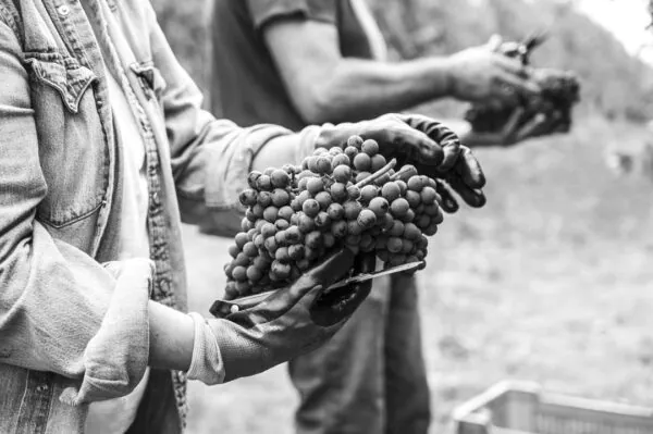 Vinitaly – Inizia un nuovo viaggio - Cascinapennacurrado