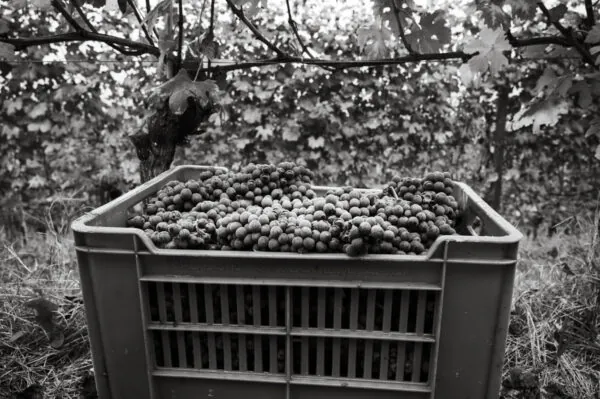 Vinitaly 2025 - Cascinapennacurrado