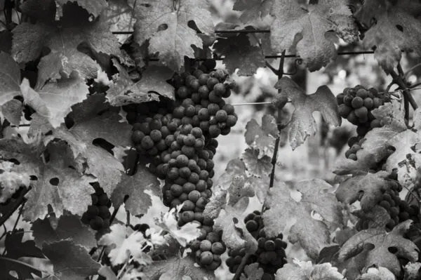 Vinitaly 2025 - Cascinapennacurrado